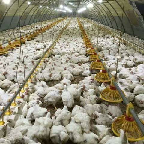 أسعار الدواجن والبيض يوم الجمعة 14 يونيو 2024