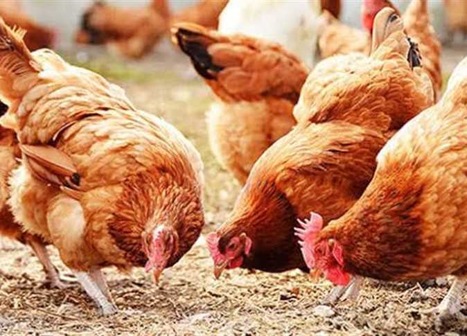 انخفاض أسعار الدواجن والبيض اليوم الاحد 21 يوليو  2024