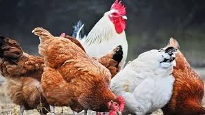 ارتفاع أسعار الدواجن والبيض اليوم الثلاثاء 2 يوليو 2024
