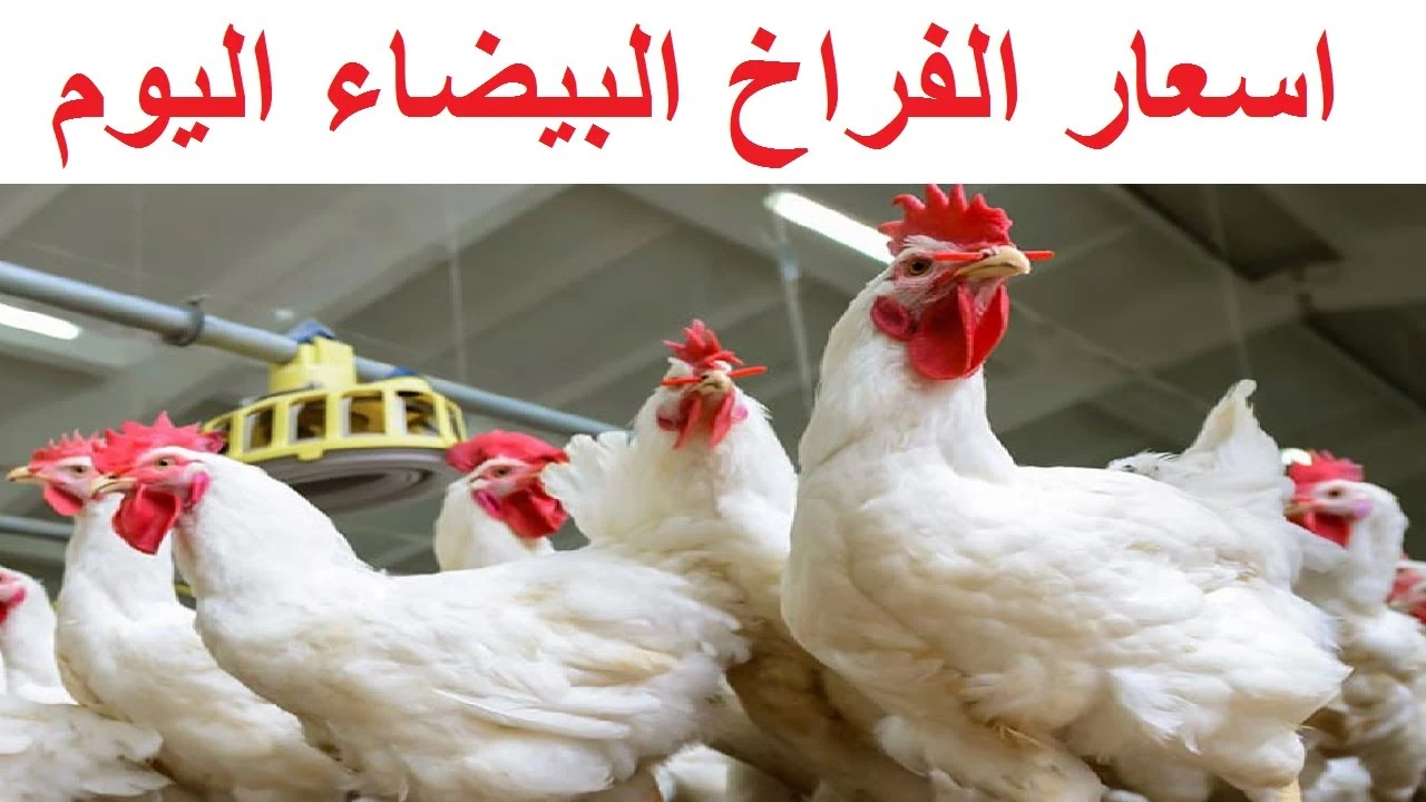 اسعار الدواجن والبانية والبيض الاحد 28 يوليو 2024