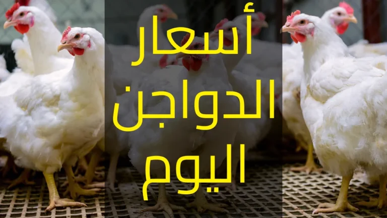 أسعار الدواجن  والبيض اليوم الأربعاء 17 يوليو  2024 