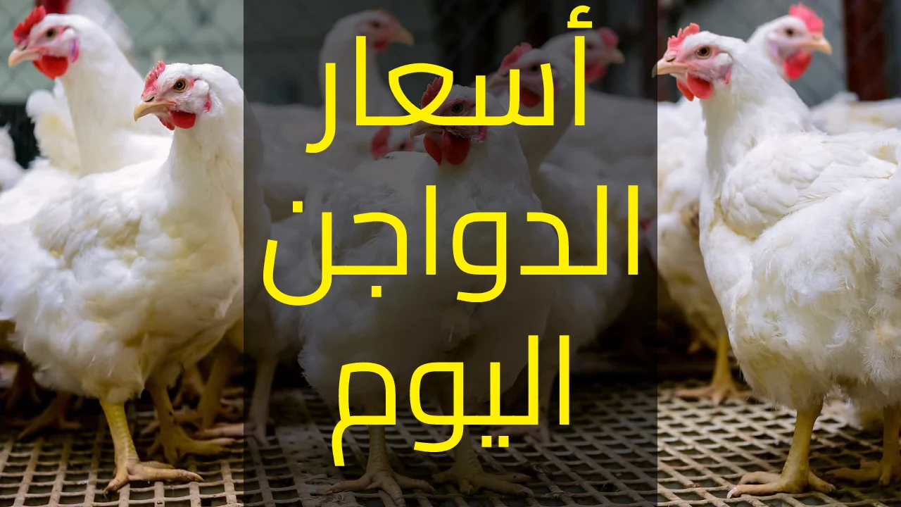 أسعار الدواجن والبيض اليوم الأربعاء 17 يوليو  2024 