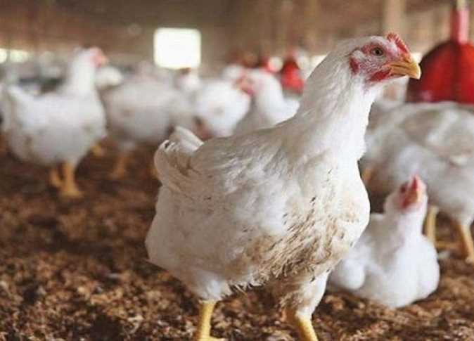 هبوط وانخفاض سعر الفراخ اليوم السبت 10 أغسطس 2024