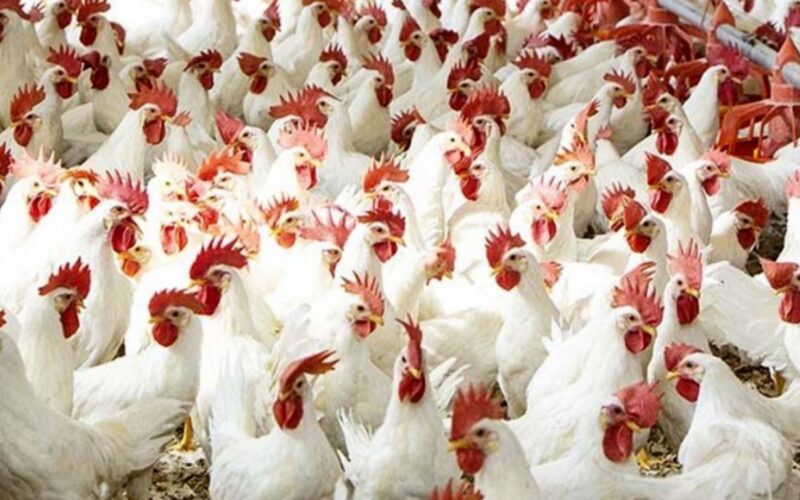 \تراجع اسعار الدواجن والبانية والبيض الأحد 25 أغسطس 2024