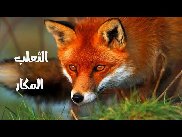 الثعلب الماكر