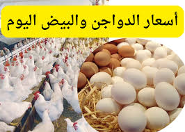 أسعار الدواجن والبيض اليوم الأحد 8 سبتمبر 2024