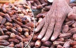 السعرات الحرارية في البلح الناشف وفوائد البلح الناشف للجنس