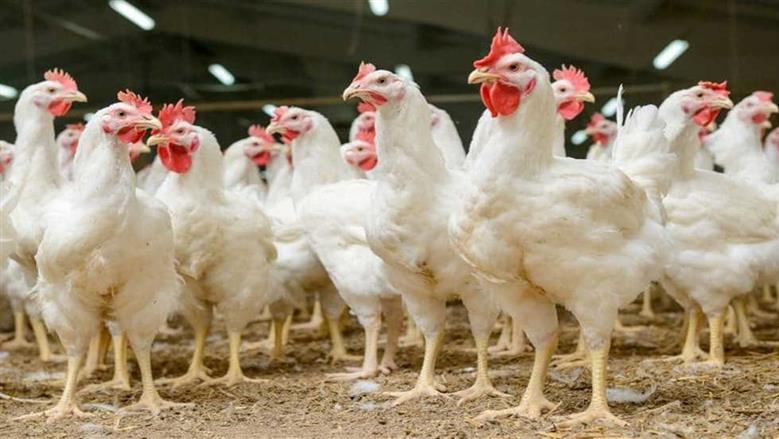 أسعار الفراخ البيضاء في بورصة الدواجن اليوم والأسواق المصرية للمستهلك 27 أغسطس 2025