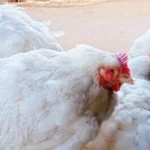 ِأرتفاع كبير في أسعار الدواجن ..أسعار الدواجن والبيض اليوم الثلاثاء 3 فبراير 2026