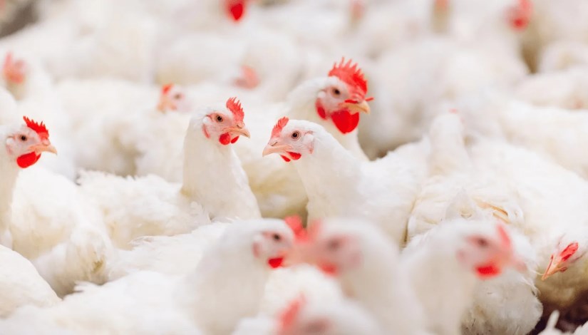 بكام الفراخ النهارده؟ أحدث أسعار الدواجن في مصر 2026