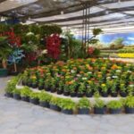 الأسعار والمواعيد في معرض الزهور 2026 بالدقي.. كل ما تريد معرفته قبل الزيارة