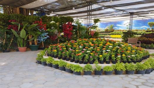 الأسعار والمواعيد في معرض الزهور 2026 بالدقي.. كل ما تريد معرفته قبل الزيارة