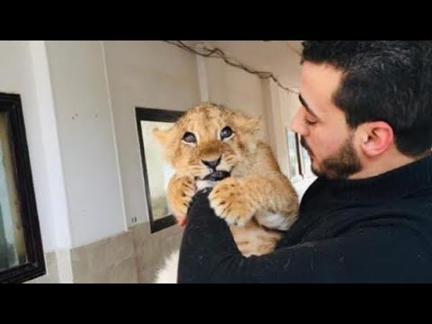 تربية الأسود والضباع والأشبال والذئاب وجميع الحيوانات المفترسه فى البيت وأسعار البيع 2026
