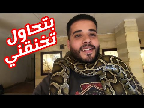 أخطر ثعابين فى مصر الكوبرا المصريه والأفعى المقرنه 2026
