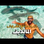 اصعب تجربة في رحلة المالديف السباحة مع اسماك القرش 2026
