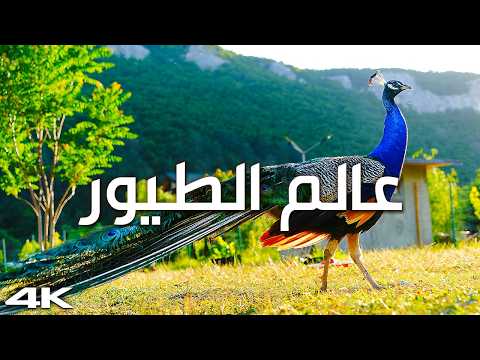 أجمل وأروع الطيور على كوكب الأرض مع الأسماء و الأصوات 2026