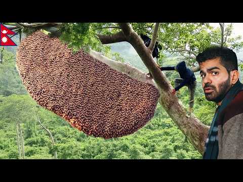 جربت عسل الهلوسة – الأخطر و الأغلى بالعالم 🇳🇵 2026