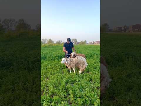 عقيقة ابني سيف الدين محمد طاهر 🦅🗡️ شوفوا التعليقات فيها التفاصيل ومتنسونيش في دعواتكم #طاهرمسافر 2026