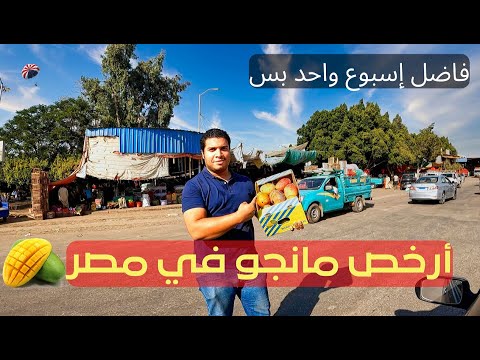 تجيب منين أرخص مانجو في مصر ؟ 2026