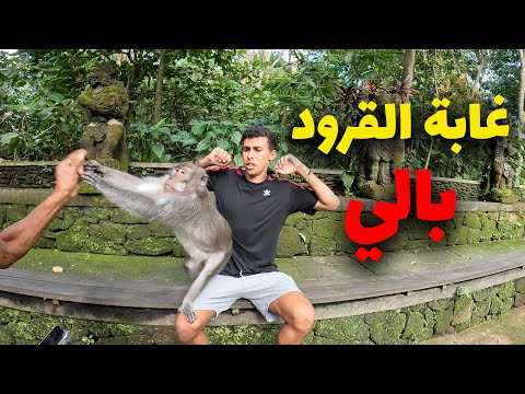 🤯🤯القرود هاجمتنا في غابة القرود في جزيرة بالي 2026