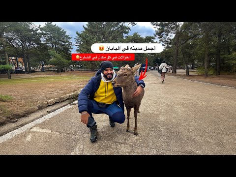 مدينة الغزلان المقدسة في اليابان 🇯🇵 2026