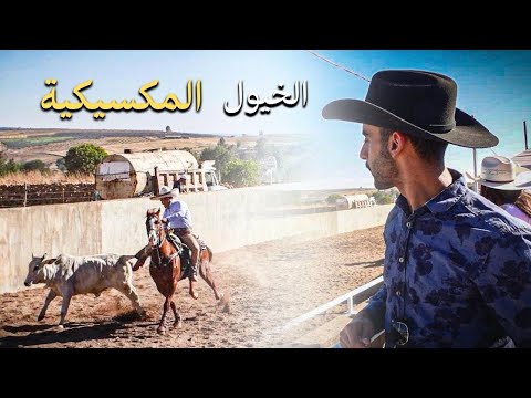 سمعت بالخيول المكسيكية؟ 2026