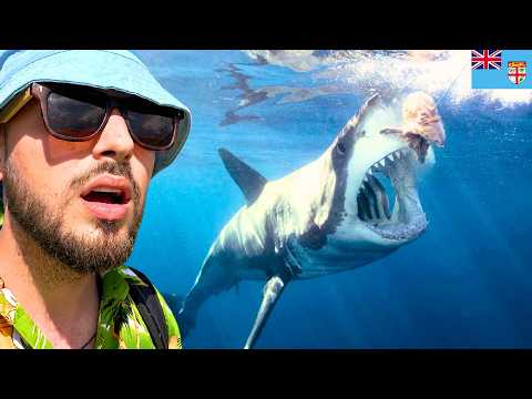 سافرت للغوص مع أخطر قرش (بدون قفص) 🦈 دولة فيجي 🇫🇯 2026