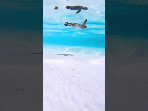 هل يصنف على أنه أجمل شاطئ في العالم؟🏖😍 2026