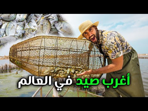 أغرب طريقة صيد سمك في العالم 2026