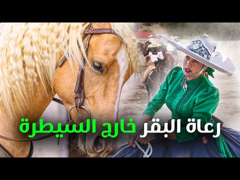جمال وقوة الخيل المكسيكي 2026