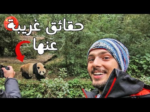 🐼 زيارتي لمحمية دب الباندا وحقائق غريبة عنها 2026