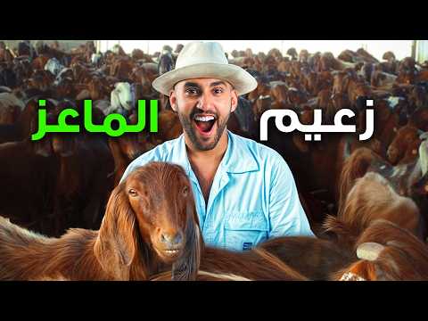 زعيم المعيز القبرصي لا يحب الأذن الطويلة الغالية ! لماذا ؟ 2026