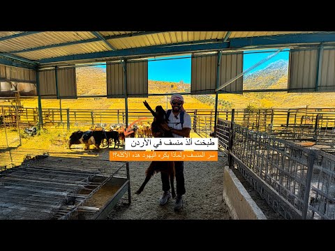 سر المنسف الأردني ولماذا يكرهه اليهود؟! طبخت منسف كركي أصلي في الأردن 🔥 2026