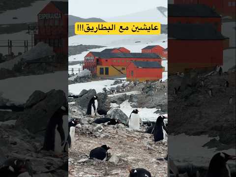 البطاريق تعيش مع البشر في هذا المكان! 🇦🇶 2026