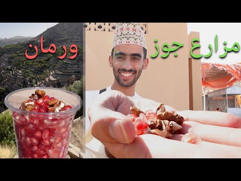 قطفت الجوز والرمان 2026