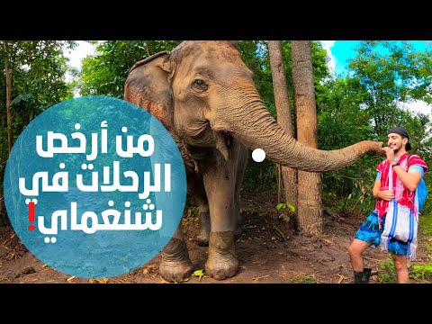 لازم تجرب الرحلة هذي في محميات الفيلة في شنغماي تايلاند – Elephant Village Sanctuary chiang mai #2 2026