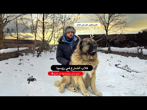 كلاب الشارع في روسيا 🇷🇺 2026