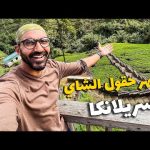 اشهر حقول الشاي في العالم !! 2026