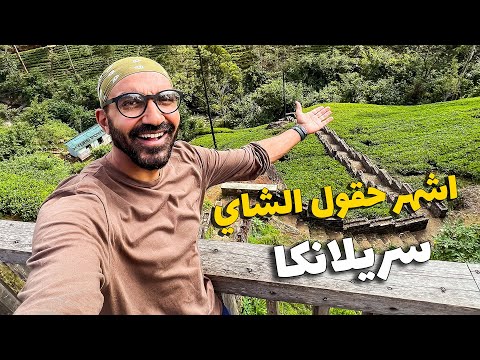اشهر حقول الشاي في العالم !! 2026