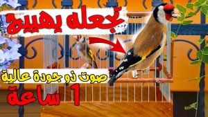 كورس أفضل تسجيل صوت وصورة تحفيز طائر الحسون من الصفر باللغة العربية 2026