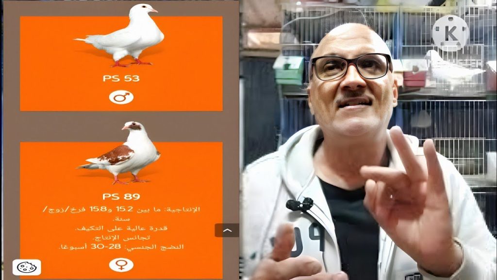 توثيق استيراد حمام لاحم بالختم 2