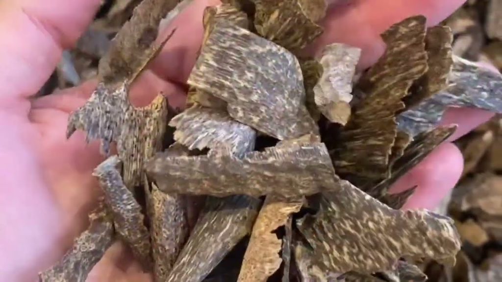 أول دورة تدريبية ميدانية في مجال العود ودهن العود كورس العود #تجارة_رحالة_العود @rayaheen33