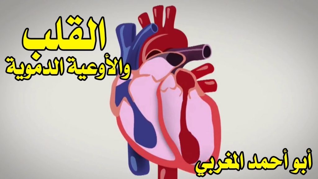 #سلسلة_وظائف_أعضاء_جسم_الإنسان | (1) القلب والأوعية الدموية