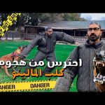لحظات من الرعب أثناء هجوم كلب المالينو البلجيكي !! اخطر كلاب الارض 2026