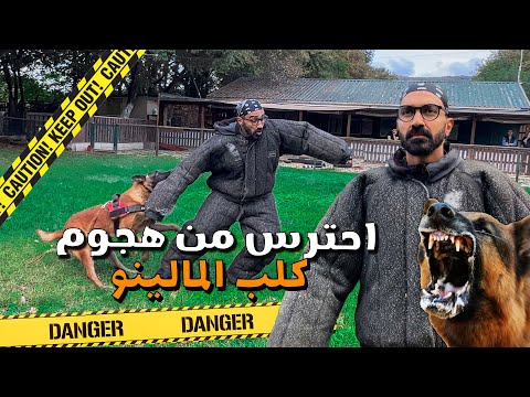 لحظات من الرعب أثناء هجوم كلب المالينو البلجيكي !! اخطر كلاب الارض 2026