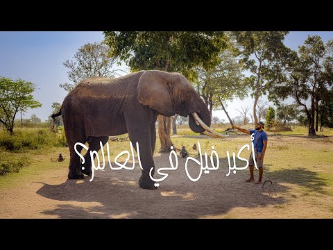 هل هذا أضخم فيل في العالم ؟! 2026