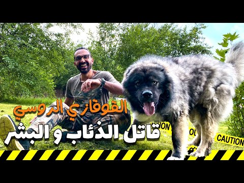 لحظة خروج كلب القوقاز من القفص, أشرس كلاب الارض 2026