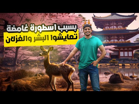 سمعت عن عاصمة اليابان القديمة والغزلان المقدسة؟ – Exploring Nara Japan 2026