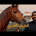أغلي خيل في العالم !! 2026