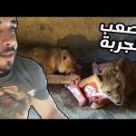 اتحبست فى القفص مع الأسود وهم جعانين 2026